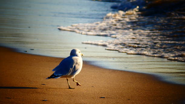 istock Gull walking on the beach looking at the water coming 1038519616