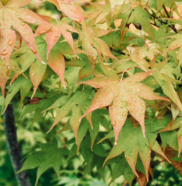 istock Autumn maple leaves and water droplets 1038525996