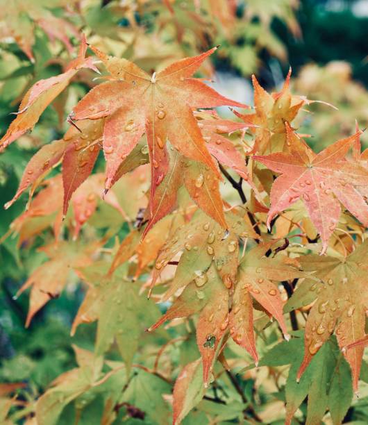 istock Autumn maple leaves and water droplets 1038525998