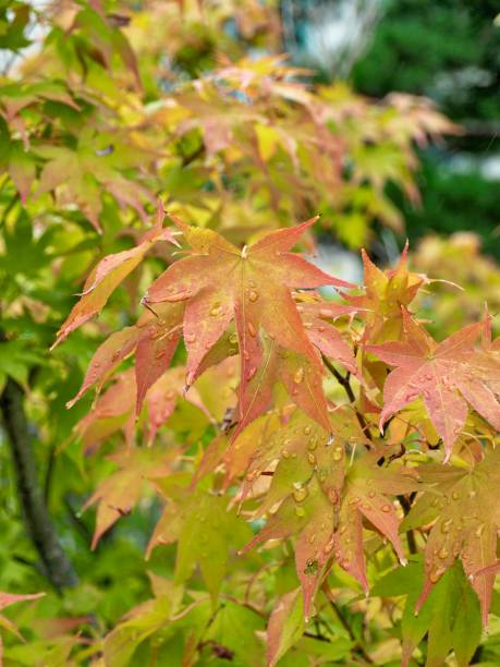 istock Autumn maple leaves and water droplets 1038526008