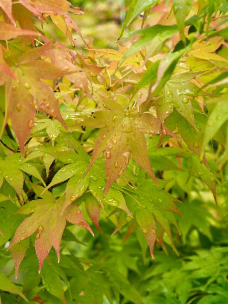 istock Autumn maple leaves and water droplets 1038526012