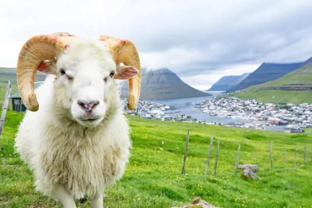 Closed up of white ram in sheep agriculture farm with green grass and high mountain with city in the background with cloudy weather sky in Faroe Islands rural.