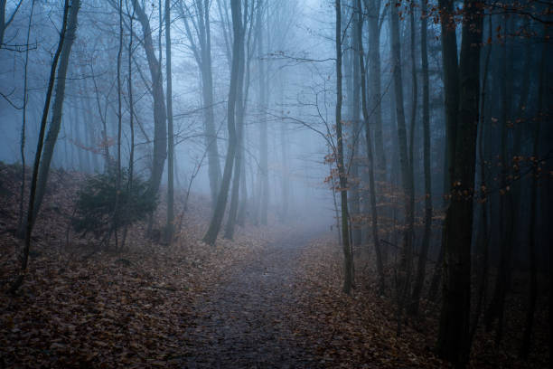 istock autumn forest fog 1038553154
