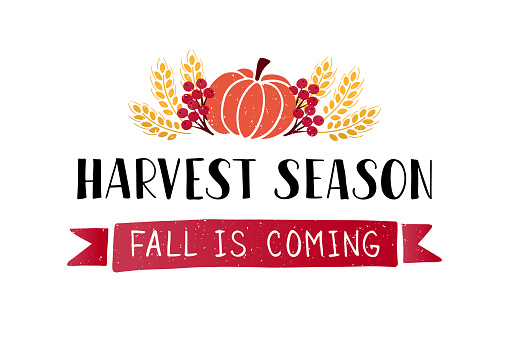 Harvest Season- hand drawn lettering phrase with harvest symbols. Harvest fest poster design. Autumn festival invitation. Fall party template. For postcard or invitation card, banner. Vector illustration.