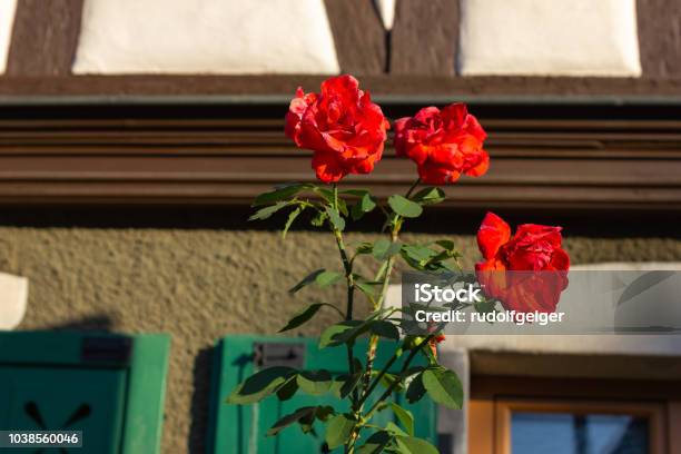 Rose Ed Sulla Facciata Quadro Con Persiane Verde Finestra - Fotografie stock e altre immagini di Antico - Condizione