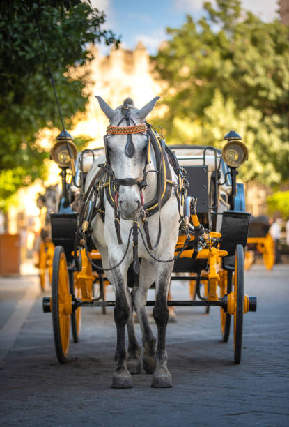 carro de caballo en sevilla - cochero fotografías e imágenes de stock