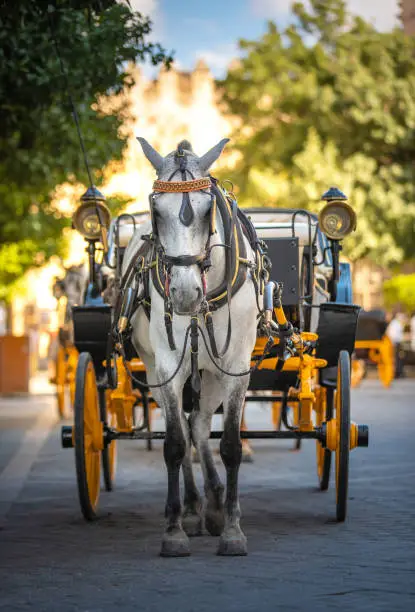 Horse drawn carriage at Seville Spain