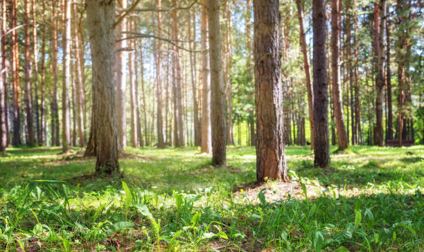istock Ground Level View of Summer Sunny Coniferous Forest 1038566478