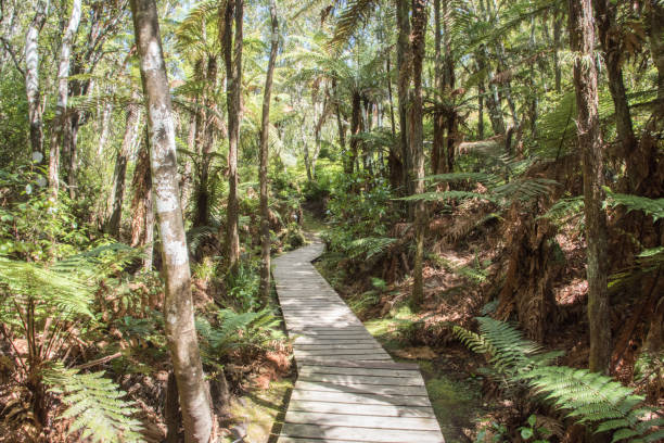 istock Tropical Flora at Orakei Korako 1038566690