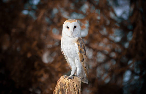 barn owl - night perching owl imagens e fotografias de stock