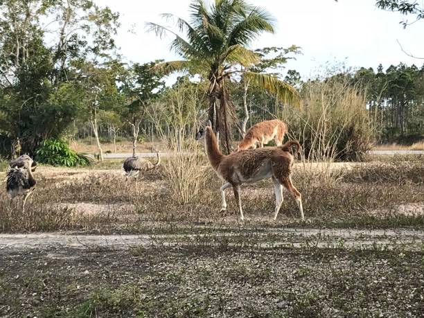 zoo miami - silvara stock-fotos und bilder