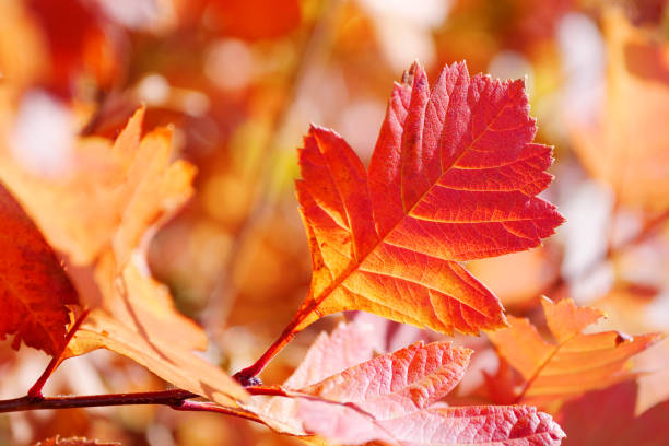 istock closeup of red autumn leaf on shrub under sunlight 1038570574