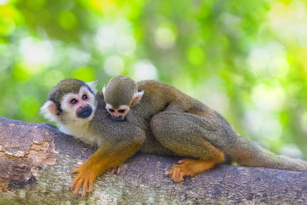 istock Squirrel Monkey on branch of tree  animals in wilderness 1038573664