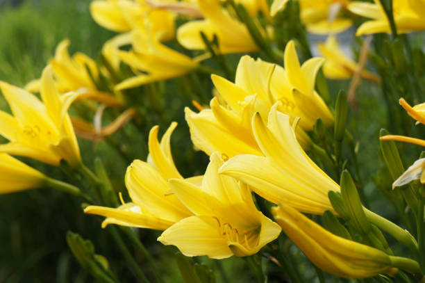 istock Yellow lily flowers bunch in garden 1038573878