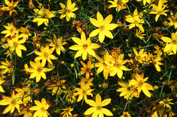 istock Yellow flowers of coreopsis zagreb 1038574028