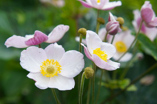 Close-up of a white and pink Japanese anemone (anemone hupehensis) blossom in full bloom