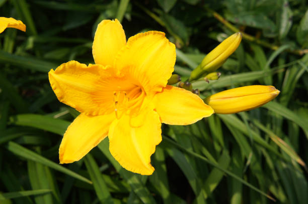istock Yellow lily flower in garden 1038574084