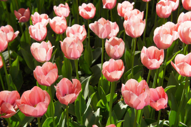istock Pink tulips flowers field 1038574298