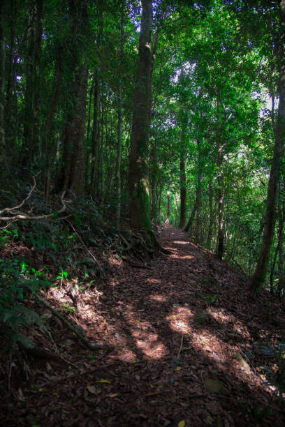 istock Forest around Brisbane city in Queensland, Australia 1038583032
