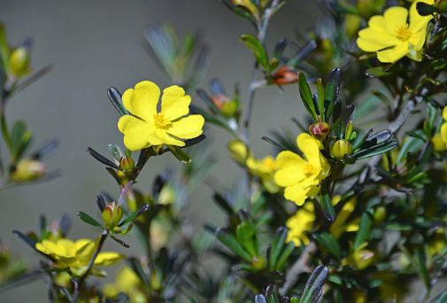 Also called the Leafy Hibbertia. Endemic to New South Wales and Victoria, east coast Australia