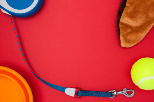 istock Dog accessories, bowl and toy on a red background top view 1038590746