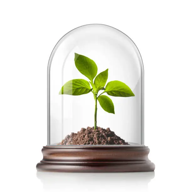 Seedling in glass bell jar
