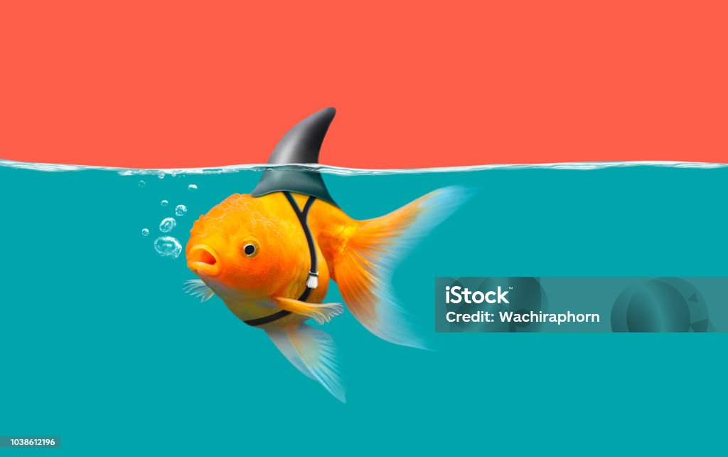 Goldfisch mit Shark Fin Schwimmen im Wasser und Roter Himmel, flip Gold Fisch mit Hai. Mixed-media - Lizenzfrei Humor Stock-Foto
