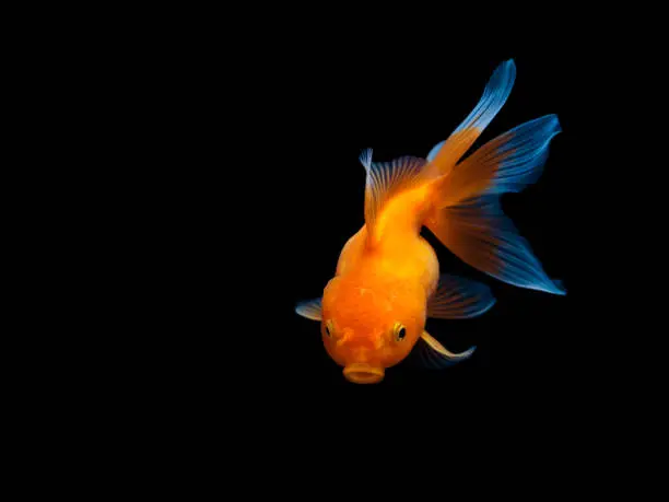 Photo of goldfish on black background,Goldfish swimming on black background ,Gold fish,Decorative aquarium fish,Gold fish. Isolation on the black.