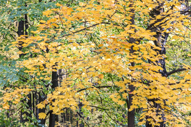 istock maple tree branches with autumnal yellow leaves 1038623840
