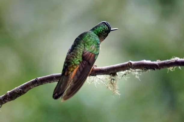 istock Chestnut-breasted coronet perched on a branch 1038629876