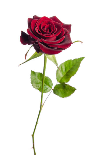 single red rose isolated on white background stock photo