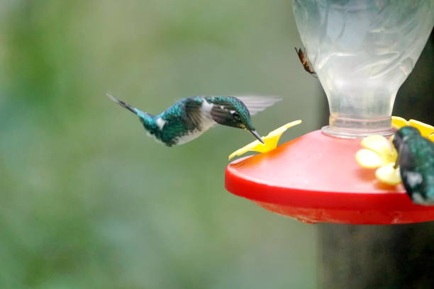 istock White-bellied woodstar at a hummingbird feeder 1038633018
