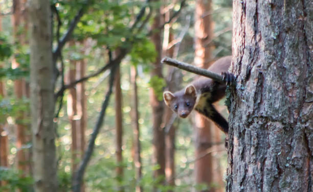 istock Pine marten on the branch of a tree 1038633360