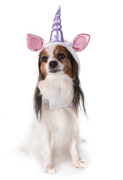 istock unicorn little dog 1038633514