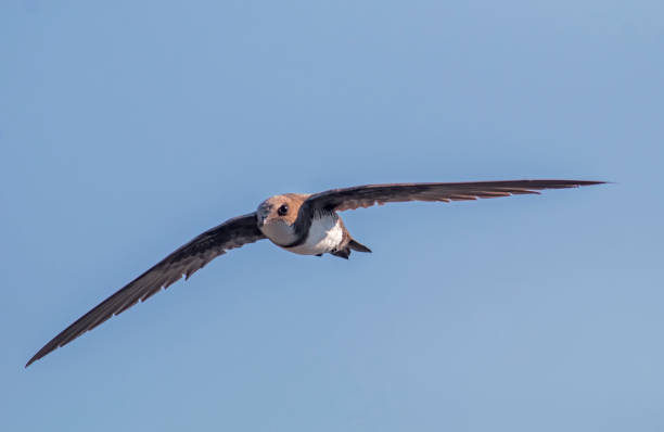 Alpine Swift in flight Alpine Swift in flight swift bird stock pictures, royalty-free photos & images