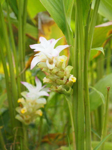 istock Galanga Flower ,Bouquet 1038640414