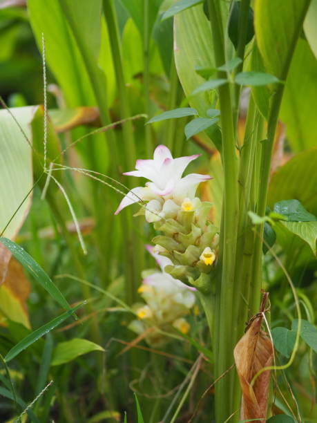 istock Galanga Flower ,Bouquet 1038640444