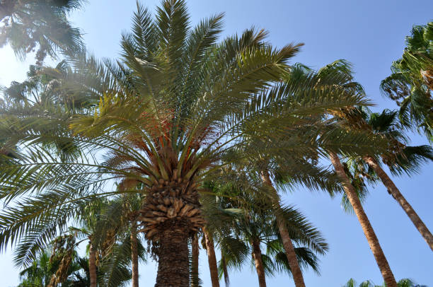 istock high green palms against the sky 1038643740