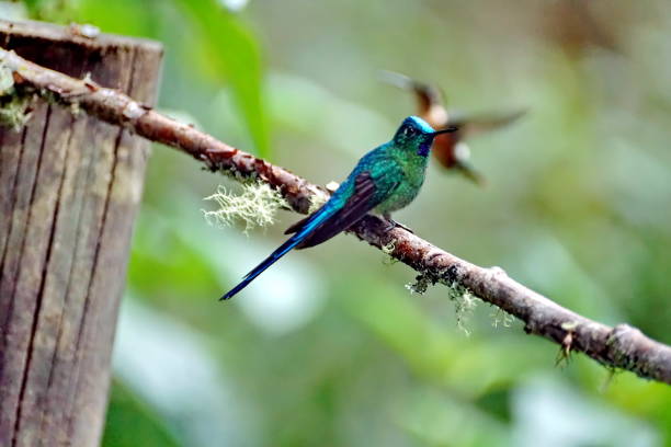 istock Long-tailed sylph on a branch 1038644060