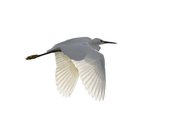istock Flying Snowy Egret isolated on white background 1038646128