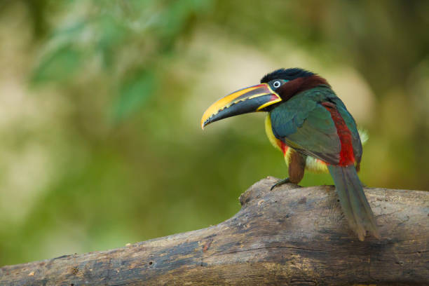 istock Chestnut-eared Aracari, Pantanal, Brazil 1038646270