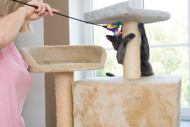 istock gray shorthair cat playful 1038646310