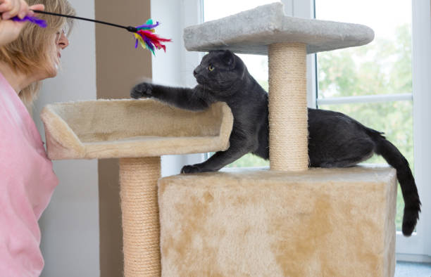 istock gray shorthair cat playful 1038646444