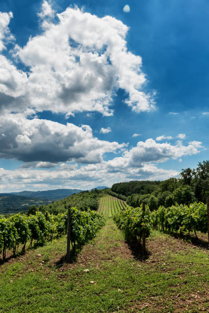 istock Landscape with vineyards and hills 1038646836
