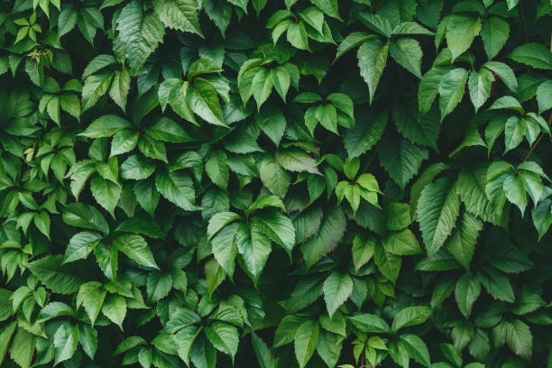 istock Vibrant green foliage nature full frame background. 1038646844