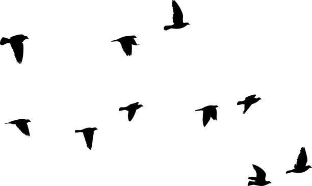 Pigeons Flying Silhouettes 2 Vector silhouettes of a group of pigeons flying. bird stock illustrations