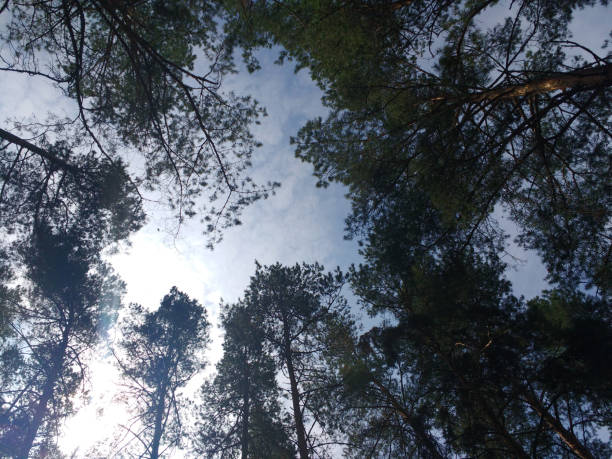 Leafless branches against cloudy and blue sky