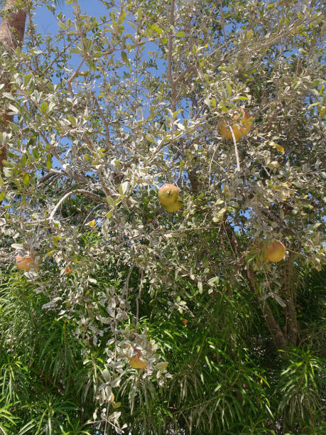 a large lush pomegranate tree with fruits on it