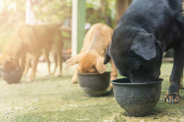 istock The dogs are eating food 1038657166