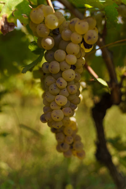 One of the many autumn activities in villages area from Romania, this one is from Buzau, is the one of picking up the fruits of your work from the entire year. Grapes season starts in September and lasts, sometimes, until the end of October. Everything is yellow and green and it's like a vineyard dream